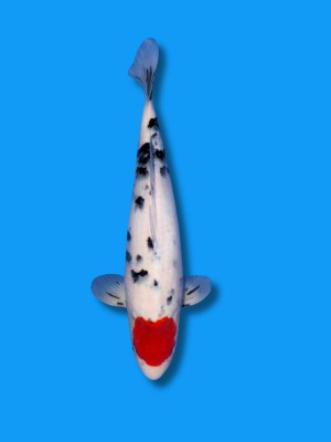 Tancho Sanke | Koi&Co.